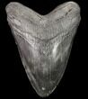 Large, Fossil Megalodon Tooth - Georgia #80079-1